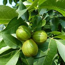 green shagbark hickory seeds