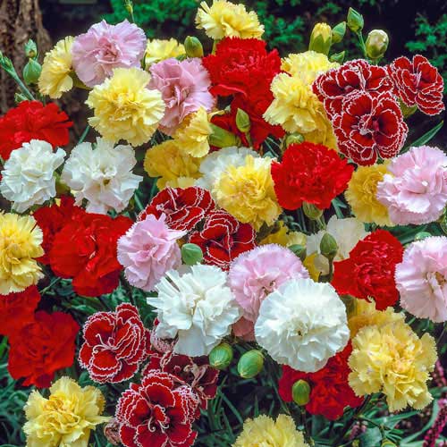 Caryophyllus flower seeds for planting with colorful carnation blooms