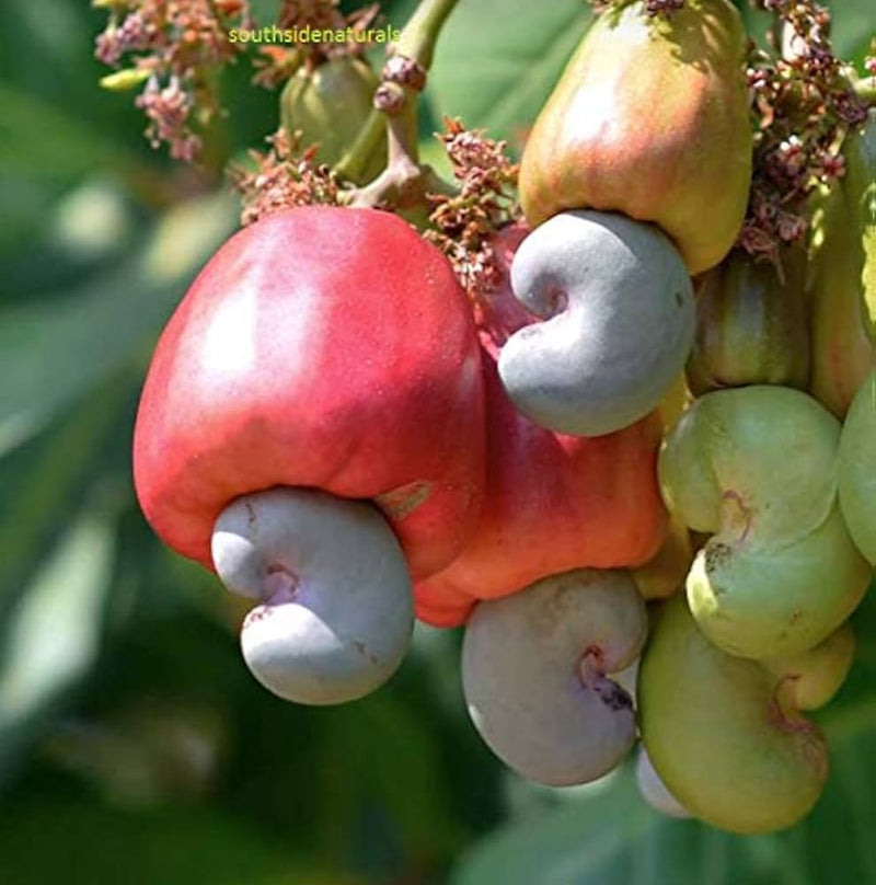 Mixed Cashew Tree Seeds for Planting – Heirloom Non-GMO Garden Seeds