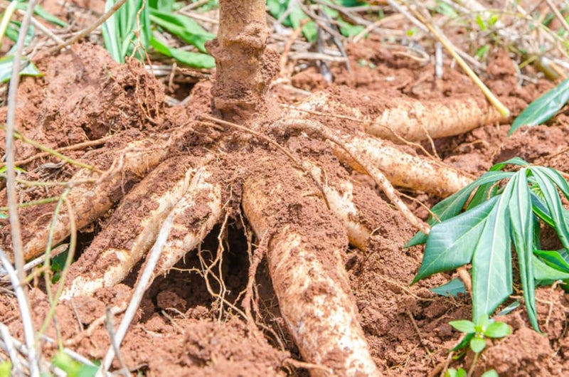 Cassava plant with underground roots growing in a tropical garden