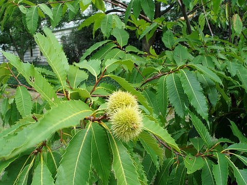 American Chestnut Castanea dentata Tree Seeds for Planting – Heirloom Non-GMO Garden Seeds