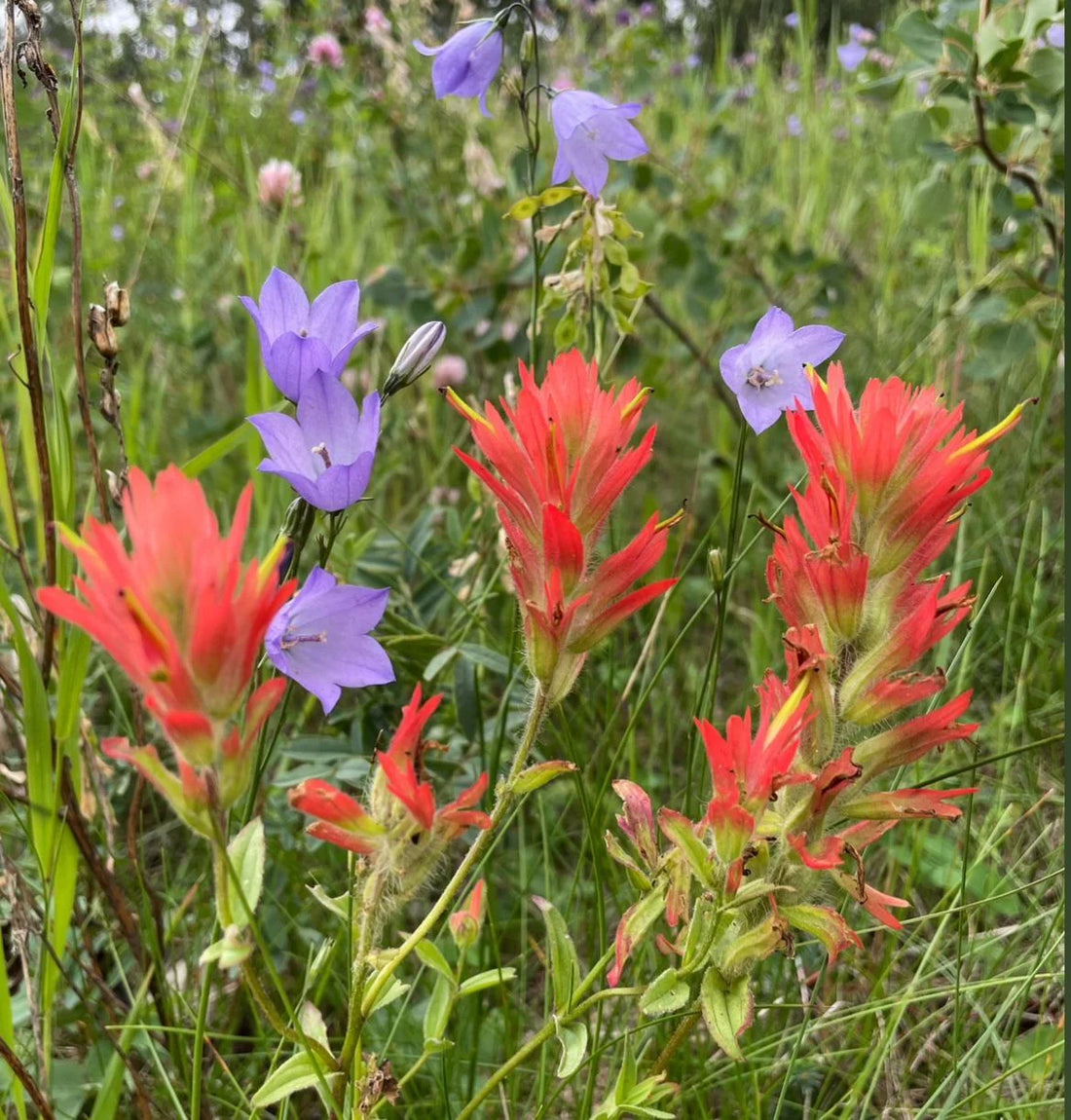 Castilleja Coccinea flower seeds