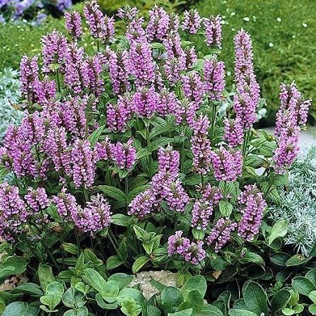 Cat Mint Growing in Pollinator Friendly Garden