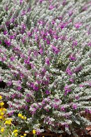 Cat Thyme Herb Seeds for Planting – Heirloom Non-GMO Garden Seeds