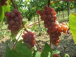 Vitis Labrusca Catawba Grape Fruit Seeds for Planting – Heirloom Non-GMO Garden Seeds