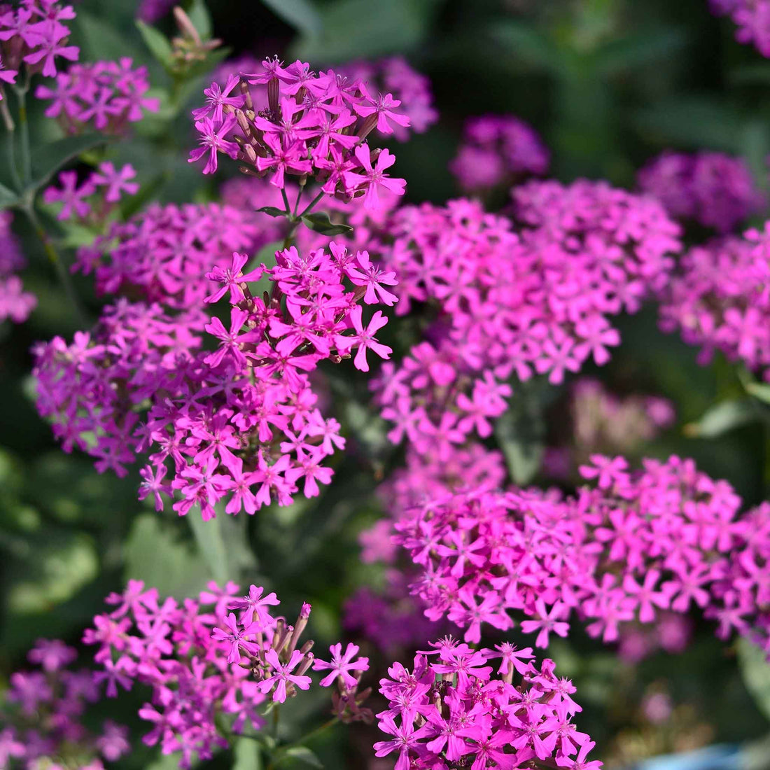 Catchfly flower seeds