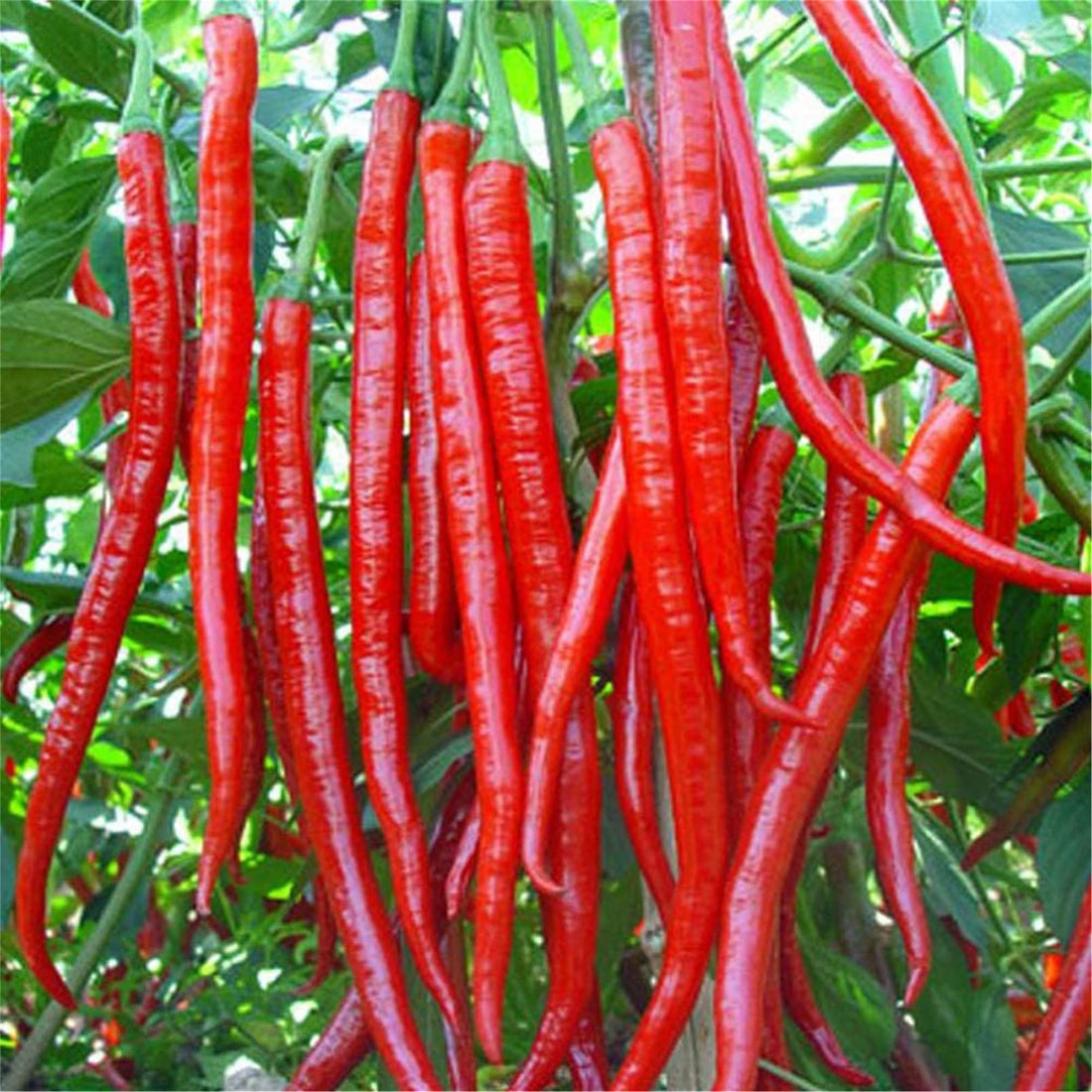 Long Red Cayenne Pepper Seeds
