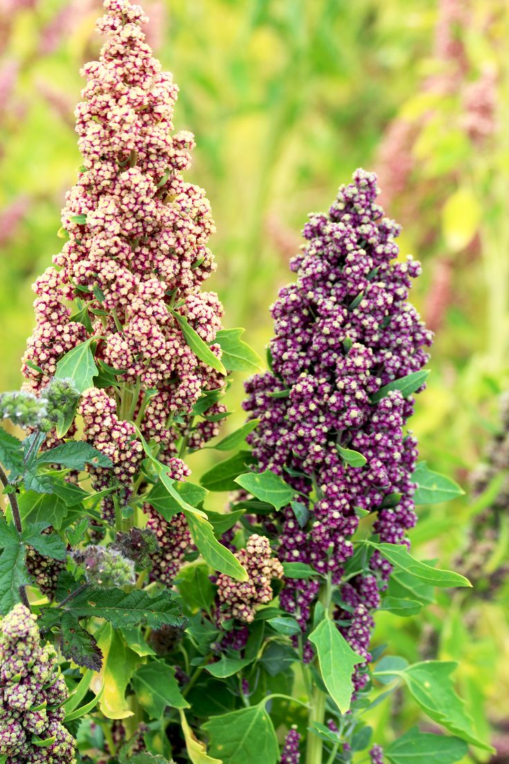 Quinoa flower seeds