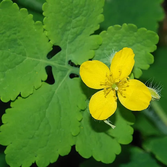 Celandine Herb Seeds for Planting – Heirloom Non-GMO Garden Seeds