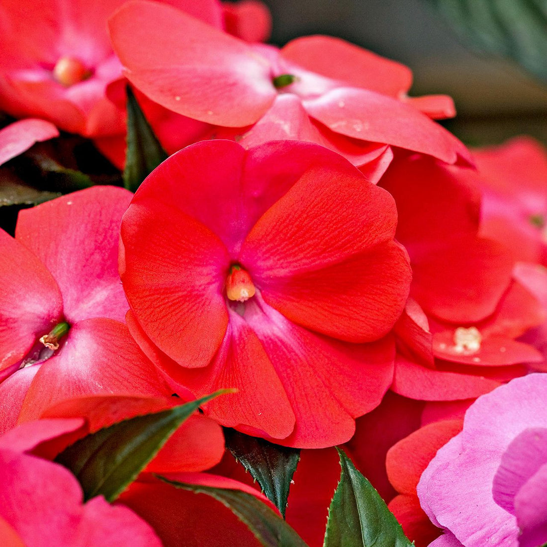 Guinea flower seeds