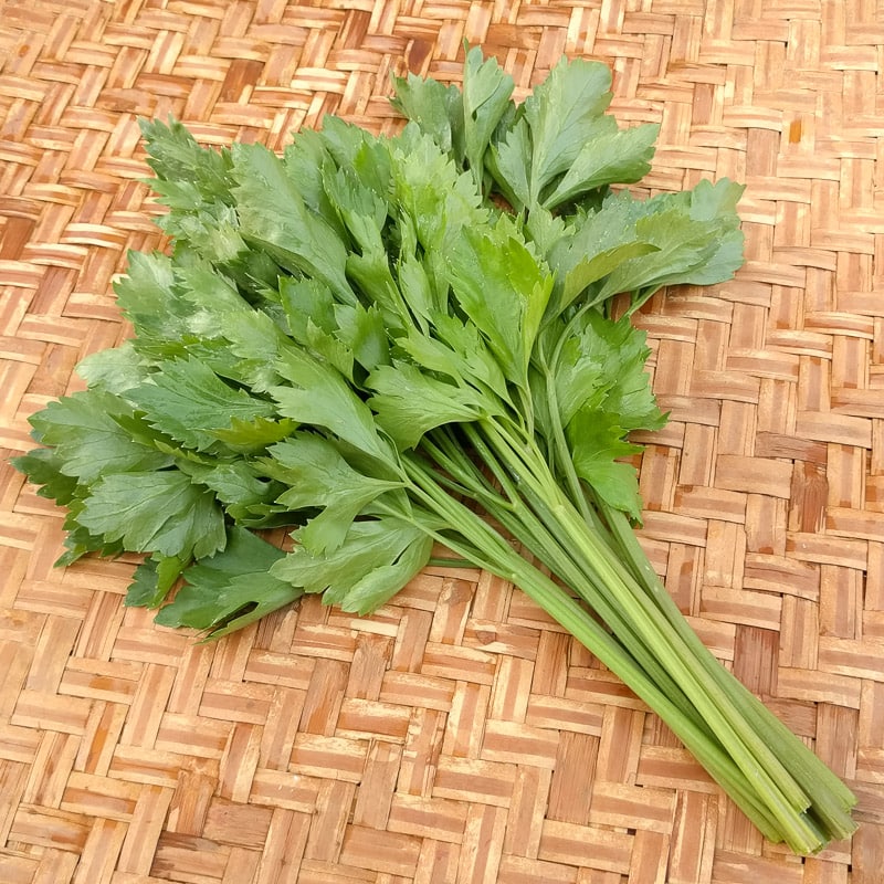 Celery seeds for planting with fresh green celery plants in a home vegetable garden