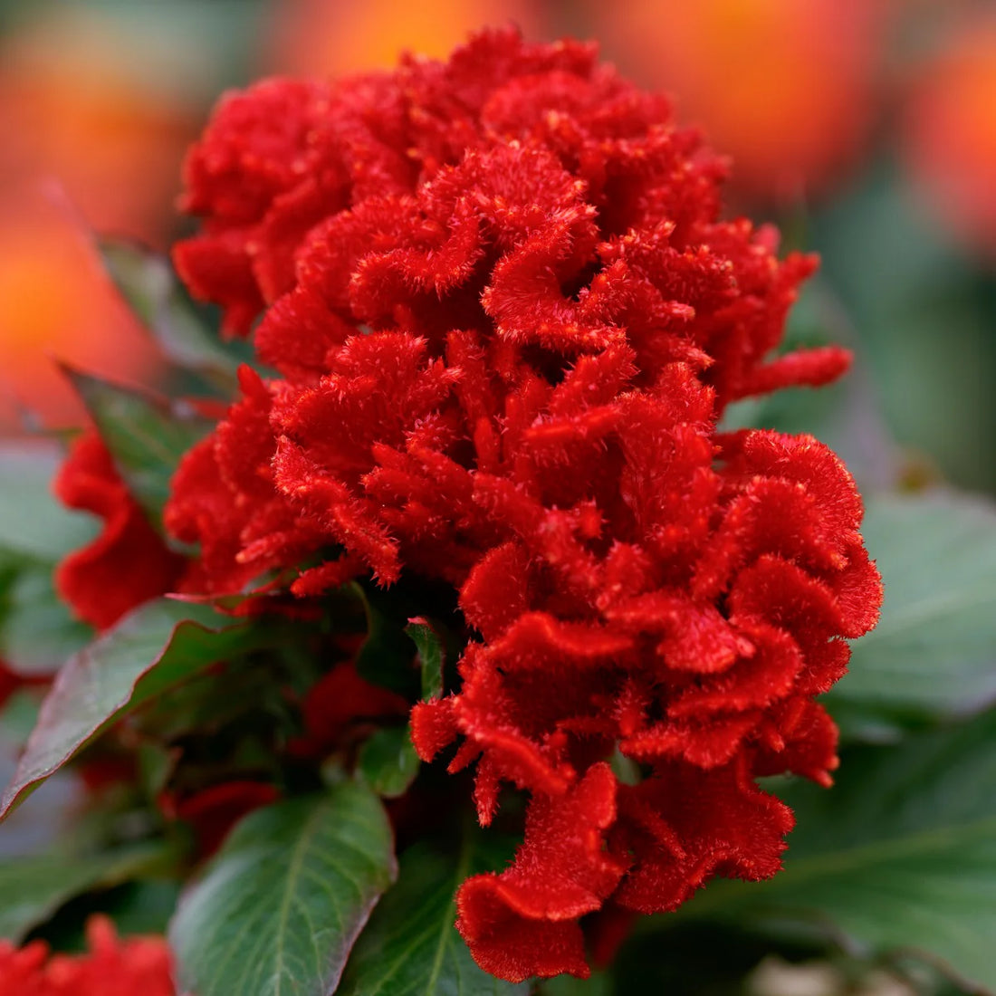 Red Chandelier flower seeds