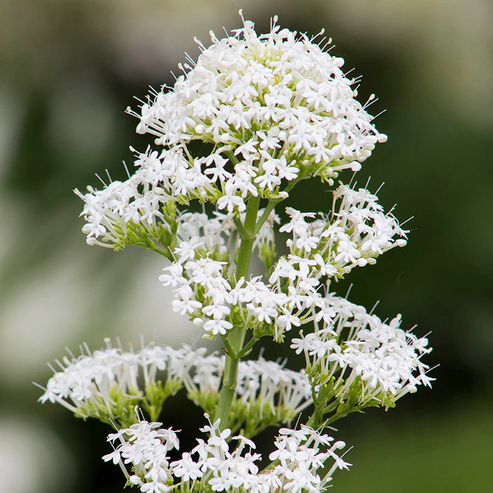 Centranthus Ruber flower seeds