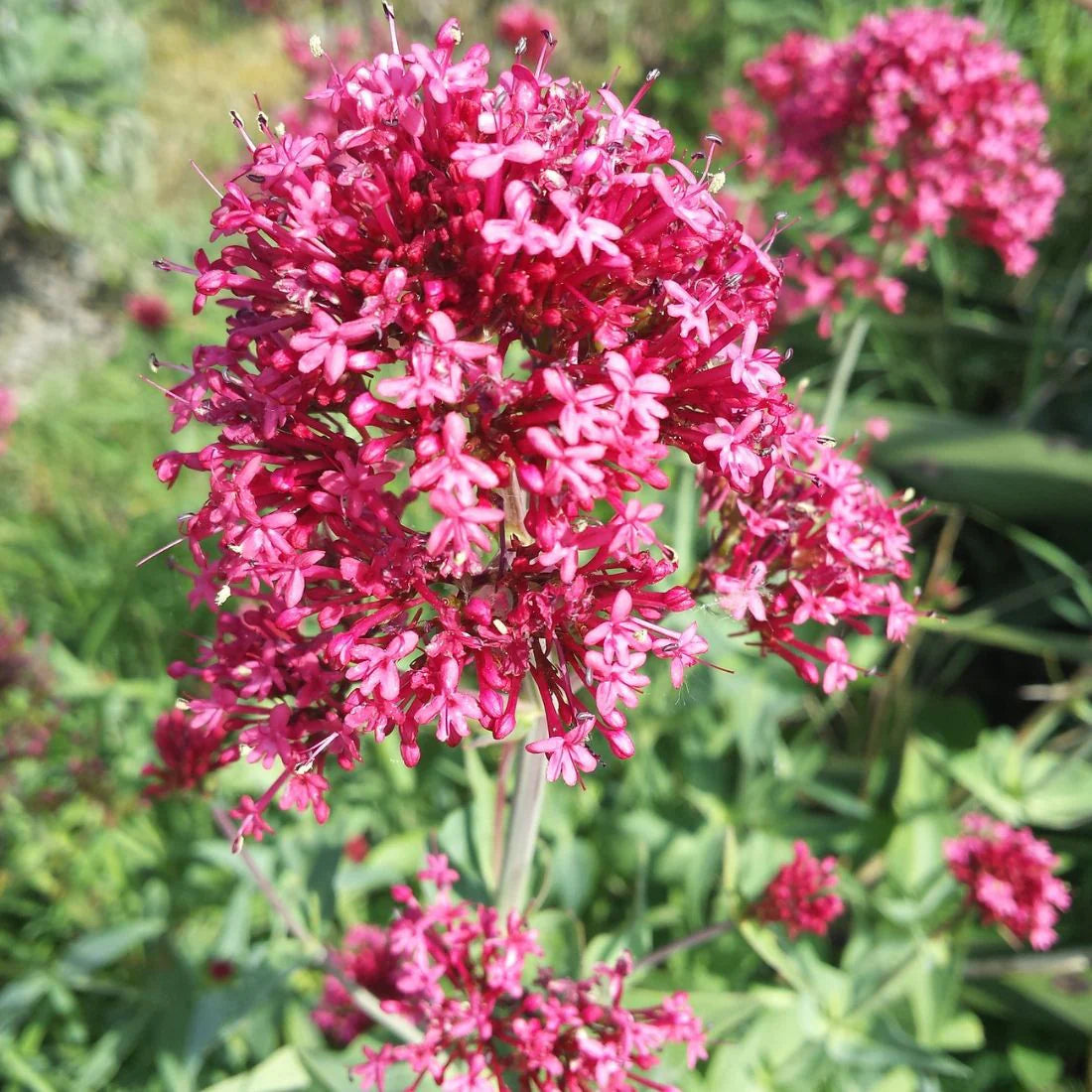Jupiter'S Beard flower seeds