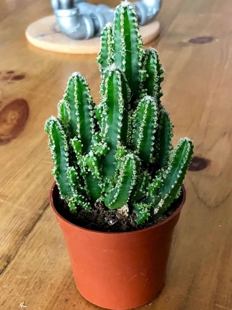 Peruvian Apple Cactus Fruit Seeds for Planting – Heirloom Non-GMO Garden Seeds