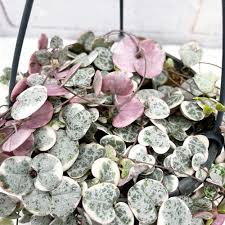 Ceropegia Plant in Hanging Basket Garden Display