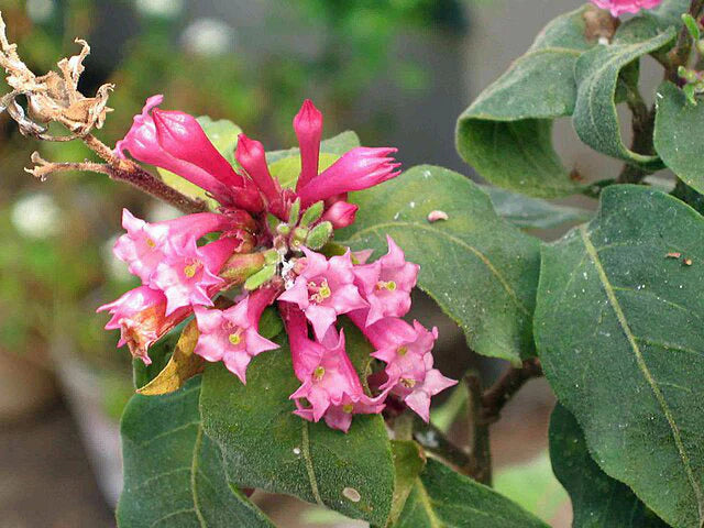 Pink Cestrum Elegans Flower Seeds for Planting – Heirloom Non-GMO Garden Seeds