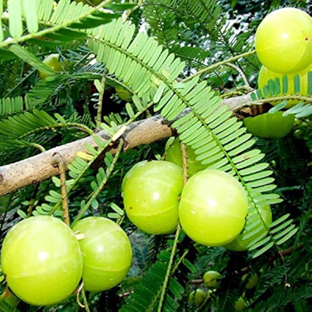 ceylon gooseberry seeds