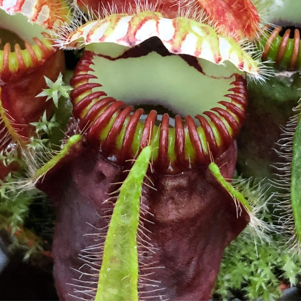 Albany Pitcher Plant plant