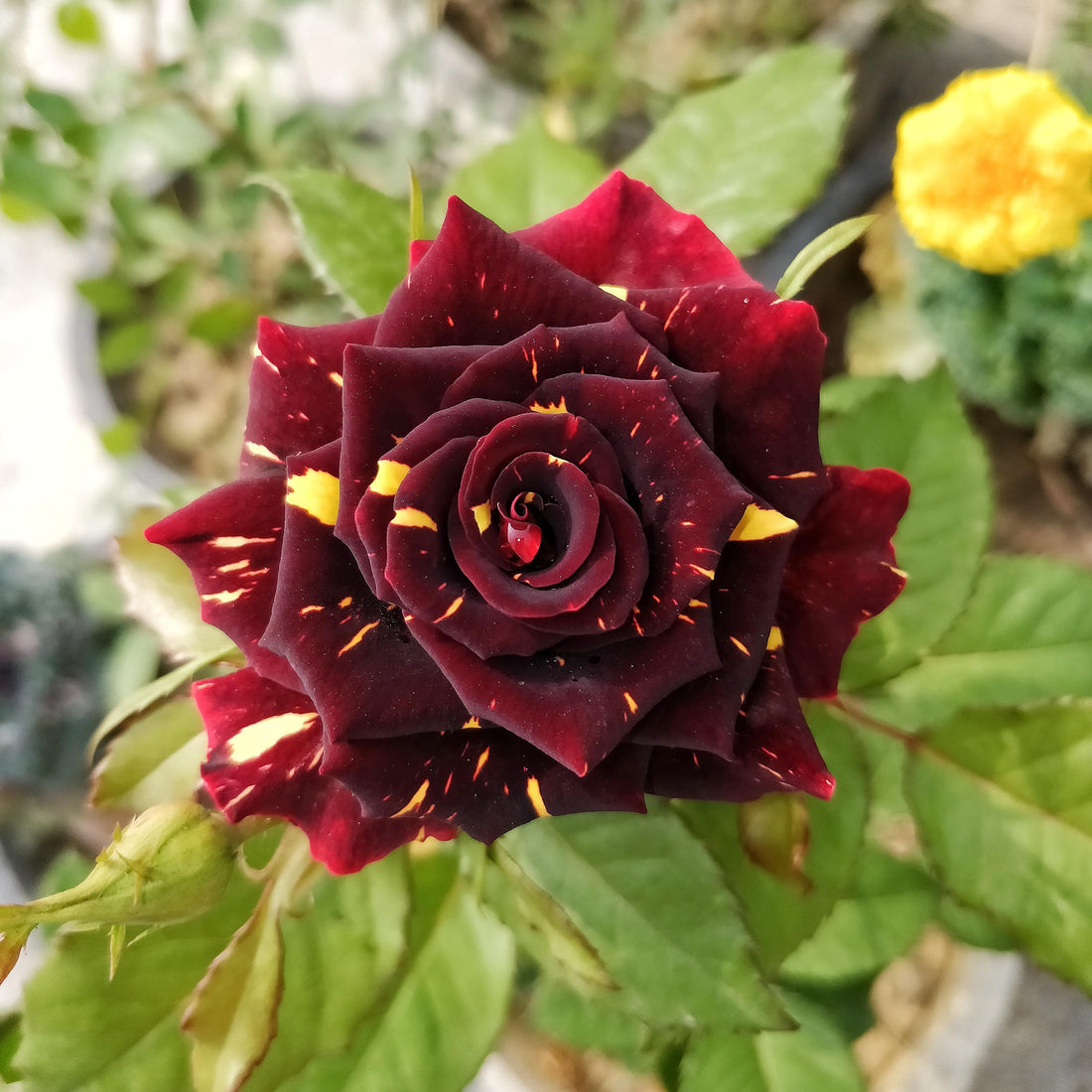 Tiger Striped flower seeds