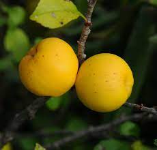 Green Quince Fruit Seeds for Planting – Heirloom Non-GMO Garden Seeds