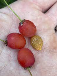 Cherry Prinsepia Chinese Sinensis Fruit Seeds for Planting – Heirloom Non-GMO Garden Seeds
