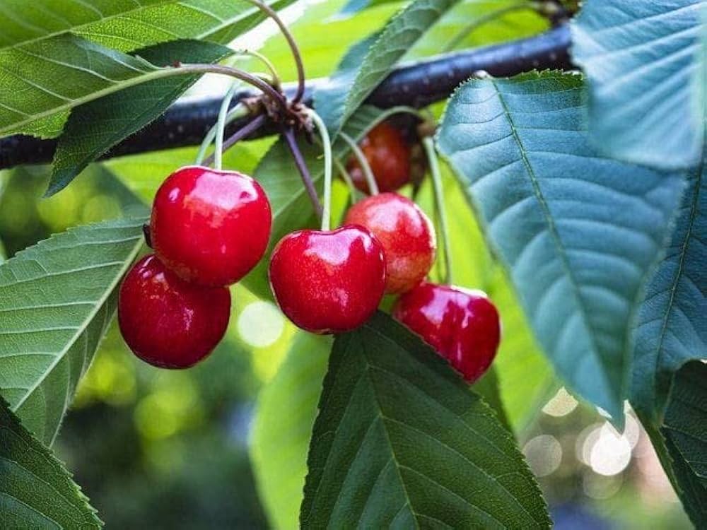cherry fruit seeds