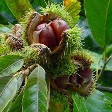 Mature Chestnut Tree Growing in Orchard Landscape