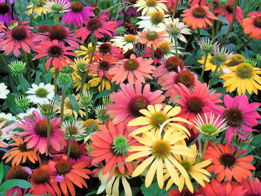 Cheyenne Spirit Coneflower Flower Seeds for Planting – Heirloom Non-GMO Garden Seeds