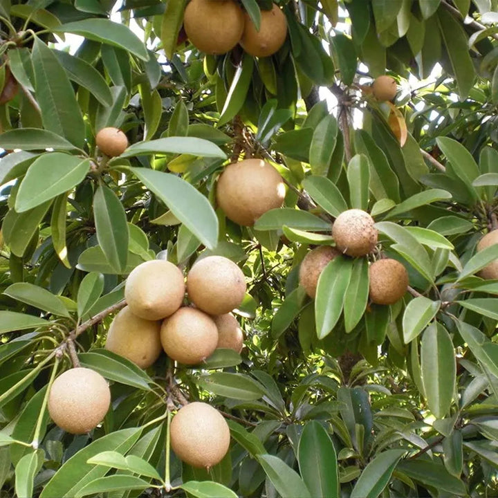 Manilkara chicle tropical evergreen tree with glossy green foliage, natural growth habit, and fruit-bearing potential in a warm-climate garden.