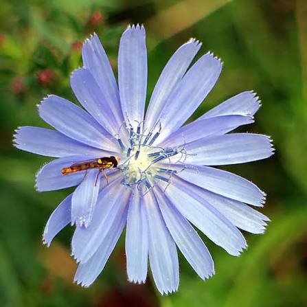 Chicory Herb Seeds for planting with mature chicory plants and blue flowers