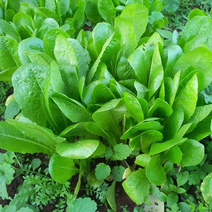 Chicory Seeds