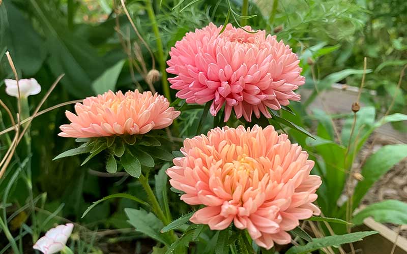 White Orange flower seeds