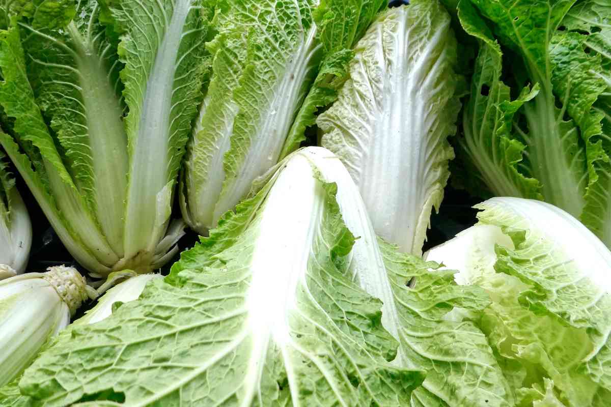 Napa cabbage vegetable growing with pale green outer leaves and creamy white ribs, showcasing fresh, compact cabbage heads in a home vegetable garden.