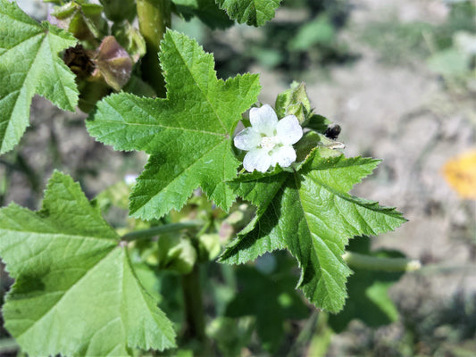 Chinese Mallow Herb Seeds for Planting – Heirloom Non-GMO Garden Seeds