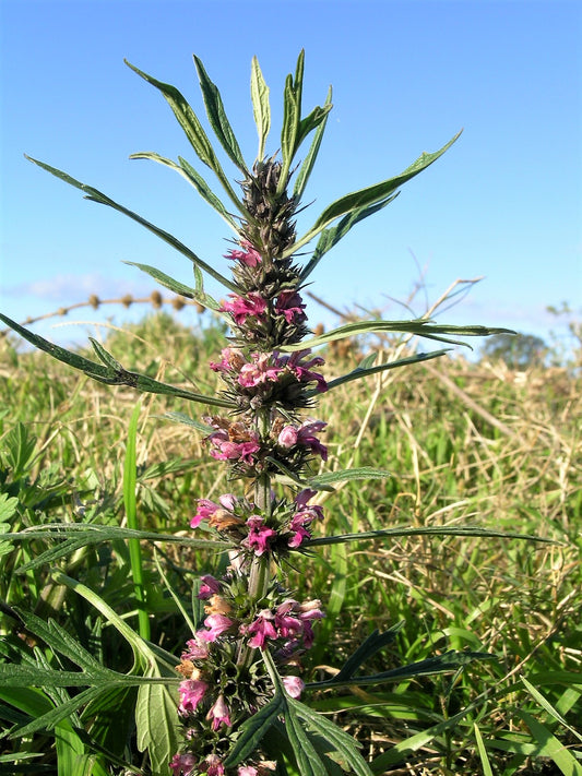 Chinese Motherwort Herb Seeds for Planting – Heirloom Non-GMO Garden Seeds