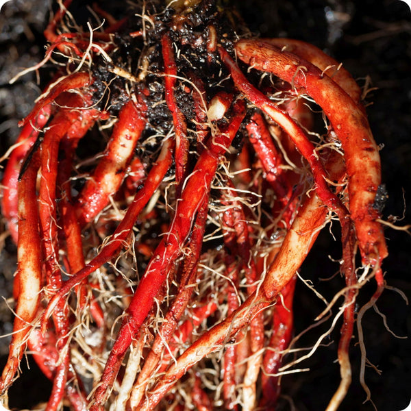 Chinese Red Root Sage Herb Seeds for Planting – Heirloom Non-GMO Garden Seeds