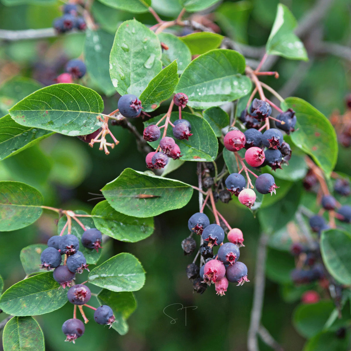 Chinese serviceberry seeds for growing an ornamental fruit-bearing shrub or small tree with spring flowers and colorful berries.