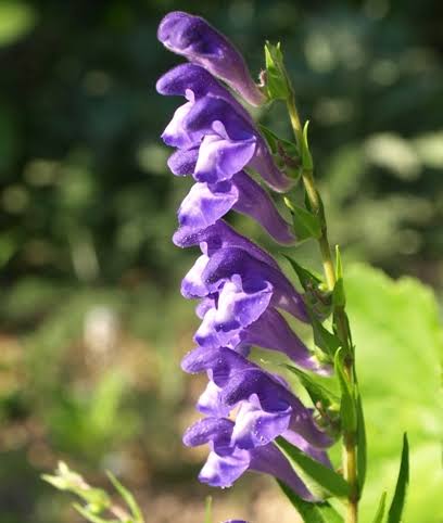 Purple Scutellaria baicalensis flower seeds with Chinese skullcap blooms and green foliage