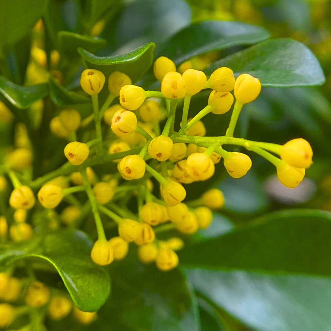Aglaia Odorata flower seeds