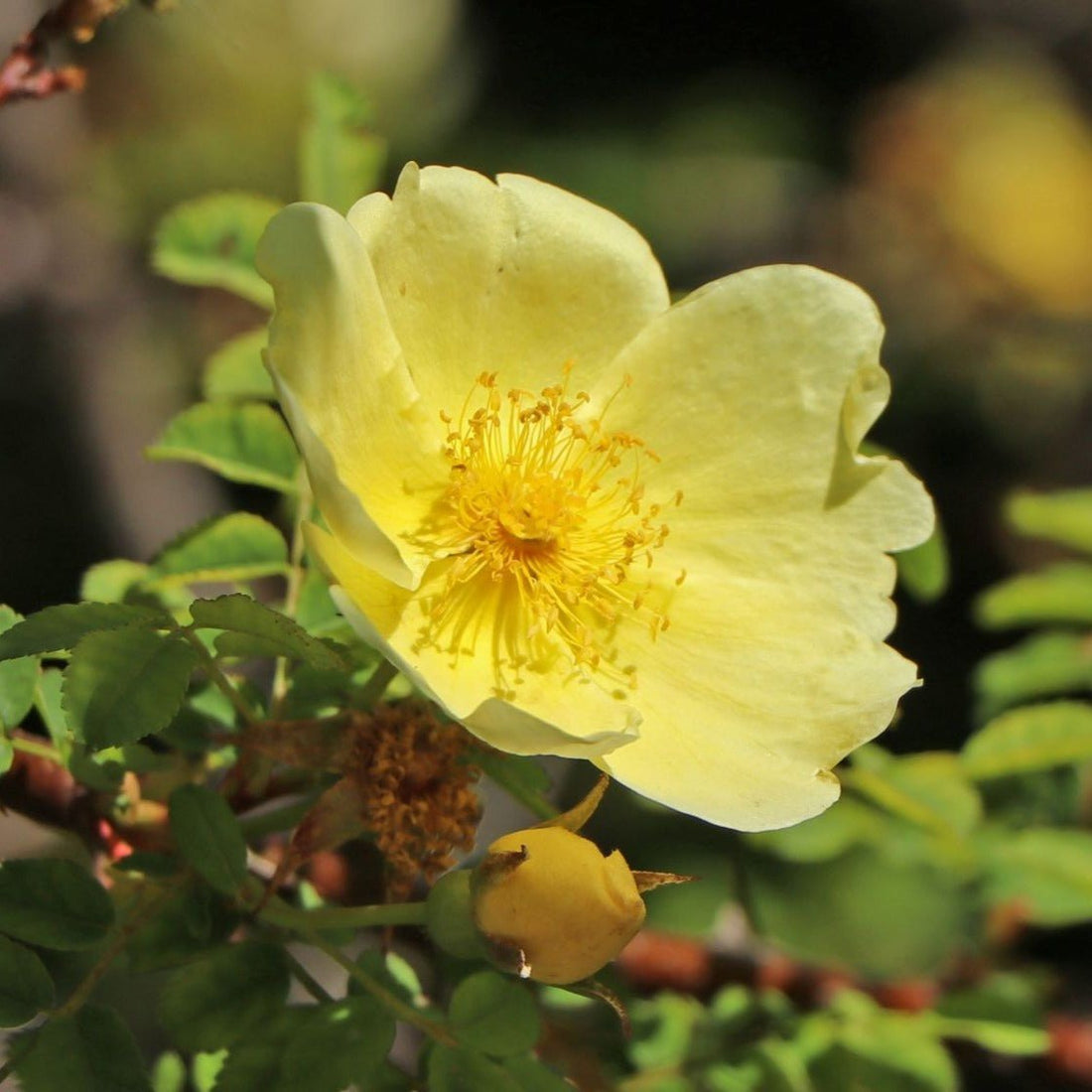 Yellow Hugo flower seeds