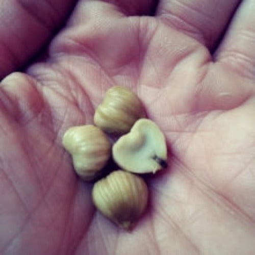 Chinquapin Chestnut Tree Seeds for Planting – Heirloom Non-GMO Garden Seeds