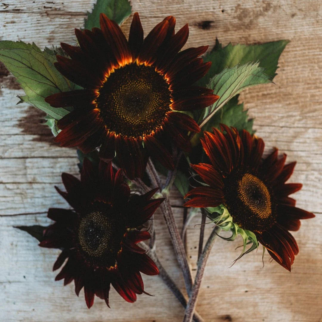 Chocolate Sunflower flower seeds