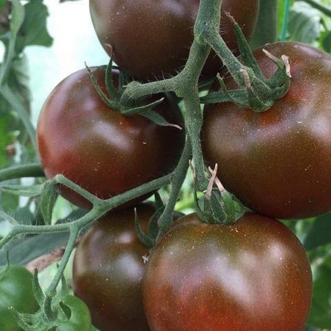 Chocolate Tomato Seeds