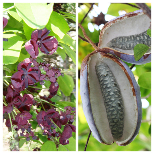 chocolate vine seeds