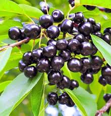 Chokecherry fruit seeds for planting – heirloom Non-GMO garden variety