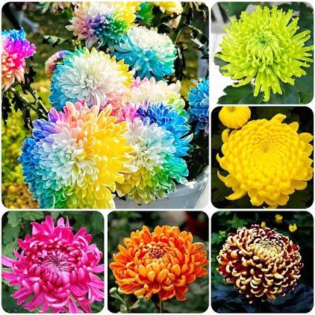 Chrysanthemums Growing in Cottage Garden Border