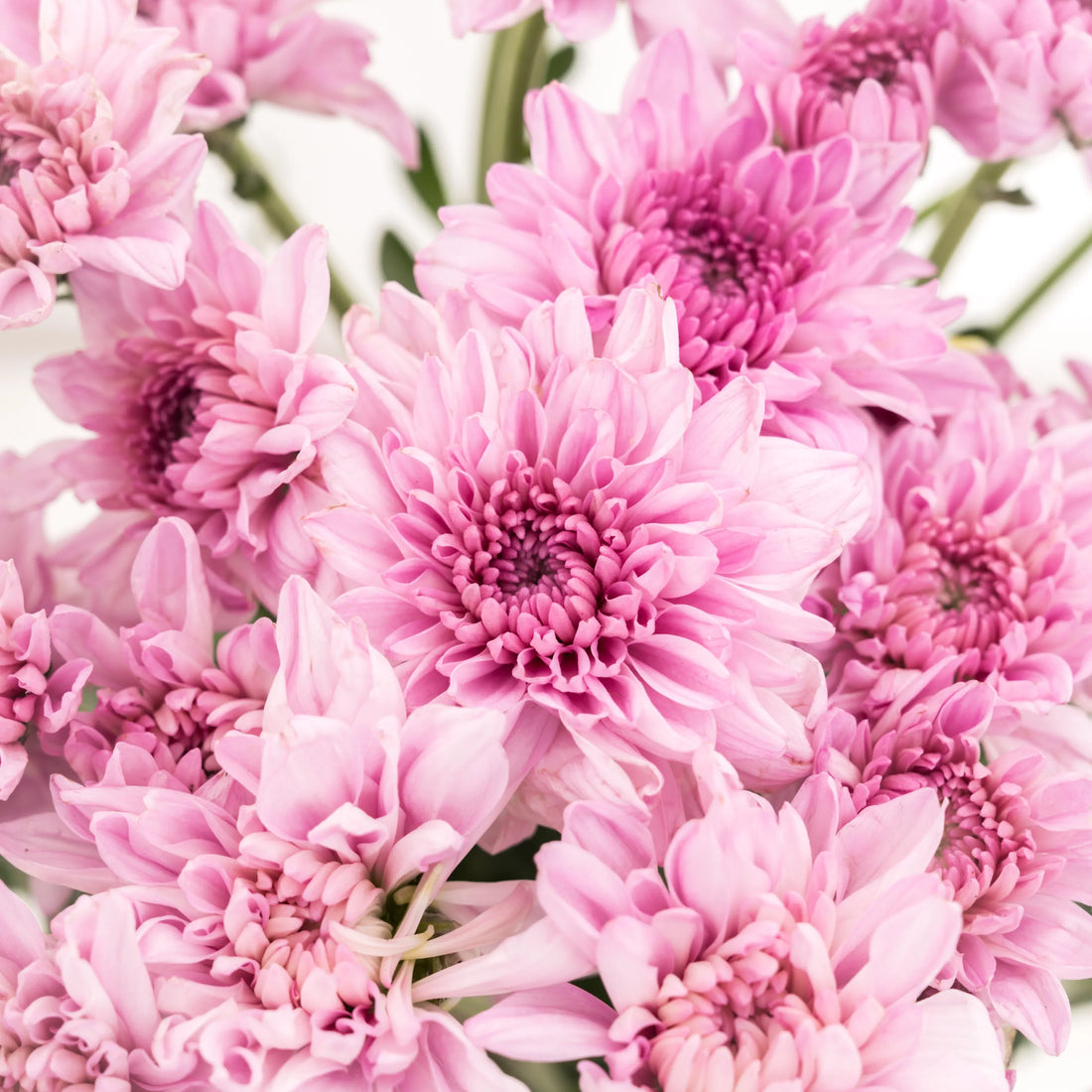 Light Pink flower seeds