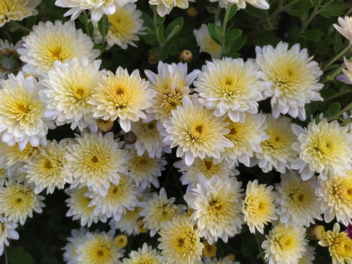 White and yellow chrysanthemum flowers growing in a sunny home garden