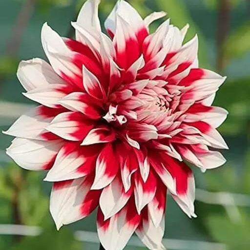 Red White chrysanthemum plant